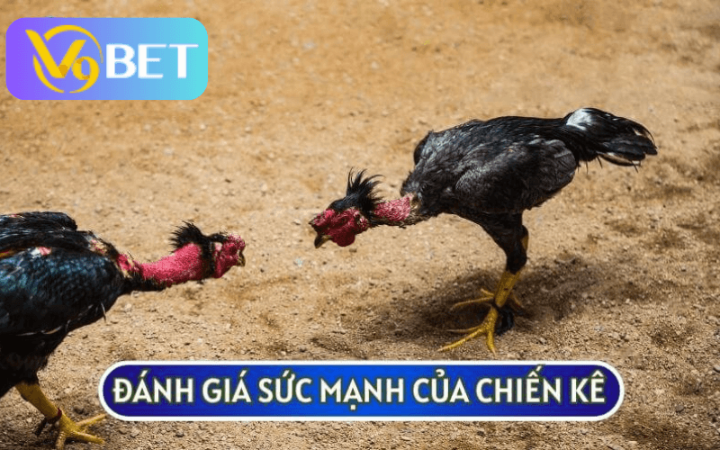 Trước khi cược bạn cần đánh giá sức mạnh của các con chiến kê